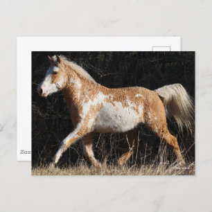 Postal Bob Langrish Bashkir Curly Horse Stallion Caminand
