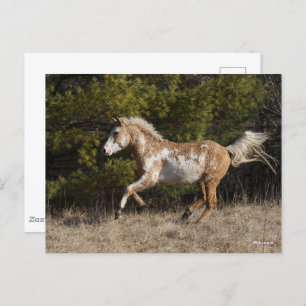 Postal Bob Langrish   Bashkir Curly Stallion Running