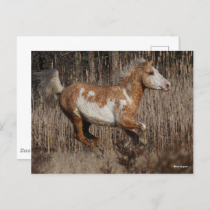 Postal Bob Langrish   Bashkir Curly Stallion Running