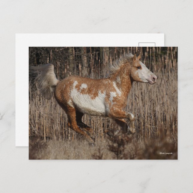Postal Bob Langrish | Bashkir Curly Stallion Running (Anverso / Reverso)