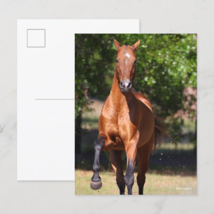Postal Bob Langrish   Bay Akhal Teke Standing