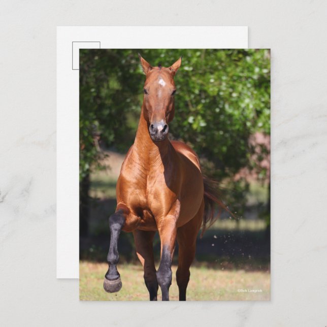 Postal Bob Langrish | Bay Akhal Teke Standing (Anverso / Reverso)