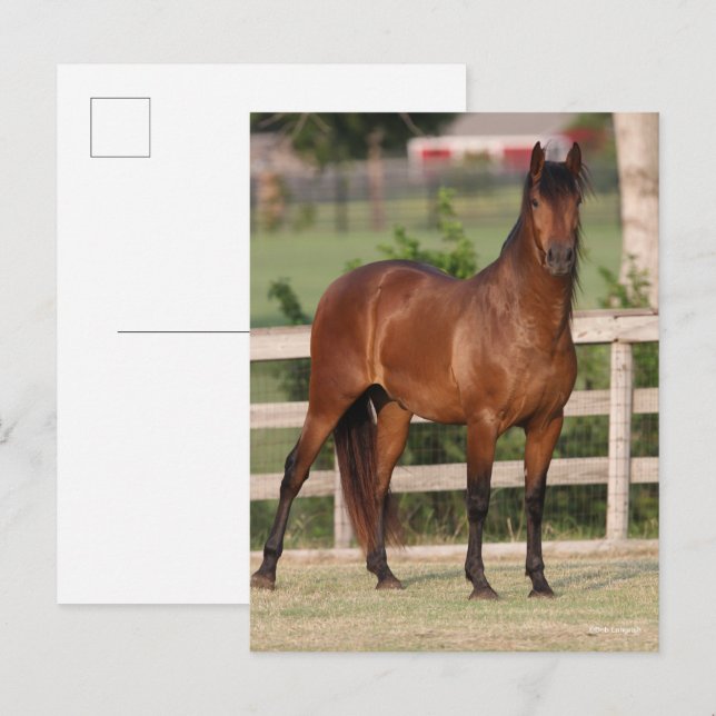 Postal Bob Langrish | Bay Andalucía (Anverso / Reverso)