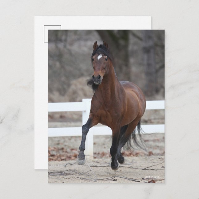 Postal Bob Langrish | Bay Andalucian Stallion Running (Anverso / Reverso)