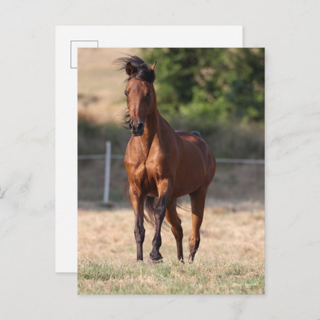 Postal Bob Langrish | Bay Arab Standing Mane Blowing (Anverso / Reverso)