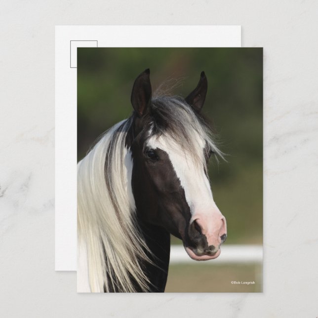 Postal Bob Langrish Black and White Gypsy Vanner headshot (Anverso / Reverso)
