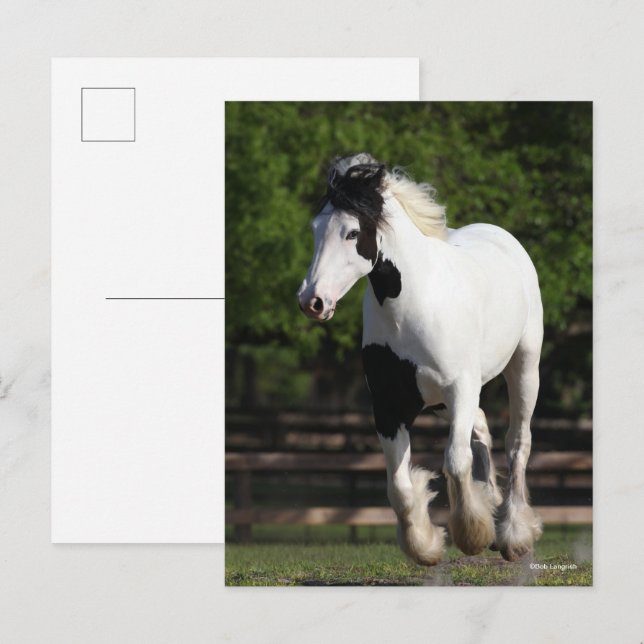 Postal Bob Langrish Black and White Gypsy Vanner Running (Anverso / Reverso)