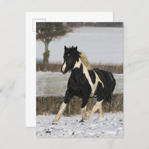 Postal Bob Langrish Black and White Welsh Cob en la nieve
