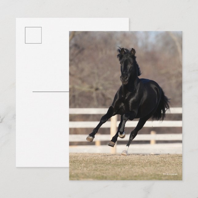Postal Bob Langrish | Black Andalucian Horse Running (Anverso / Reverso)