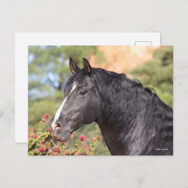Postal Bob Langrish | Black Andalucian Stallion headshot (Anverso / Reverso)