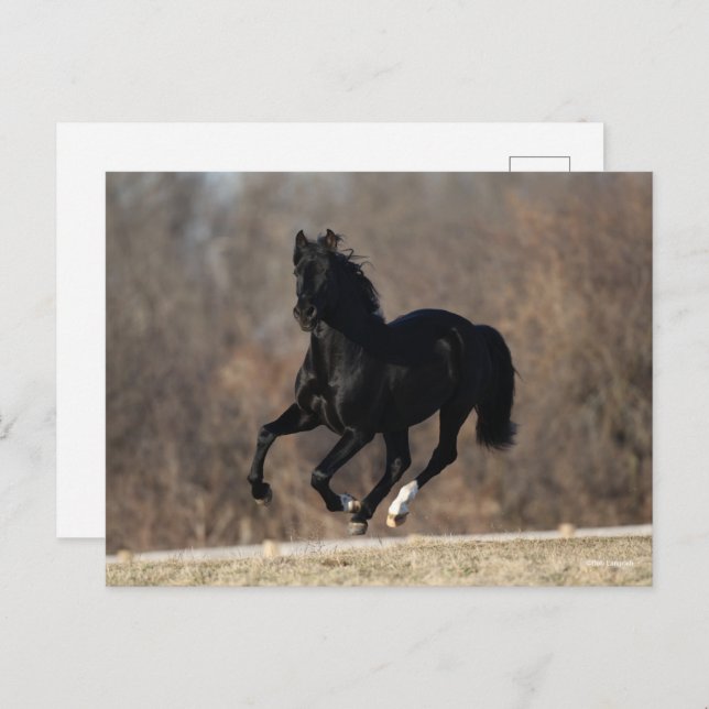 Postal Bob Langrish | Black Andalucian Stallion Running (Anverso / Reverso)