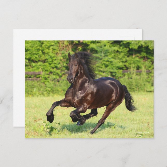 Postal Bob Langrish | Black Friesian Running (Anverso / Reverso)