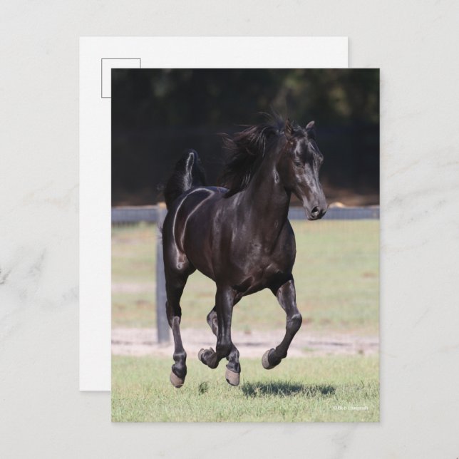 Postal Bob Langrish | Black Tennessee Walker Running (Anverso / Reverso)