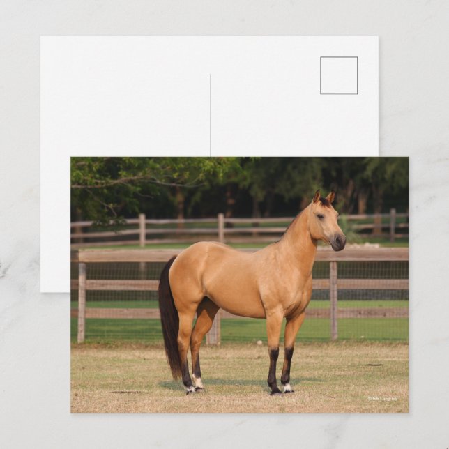 Postal Bob Langrish | Buckskin Quarter Horse Standing (Anverso / Reverso)