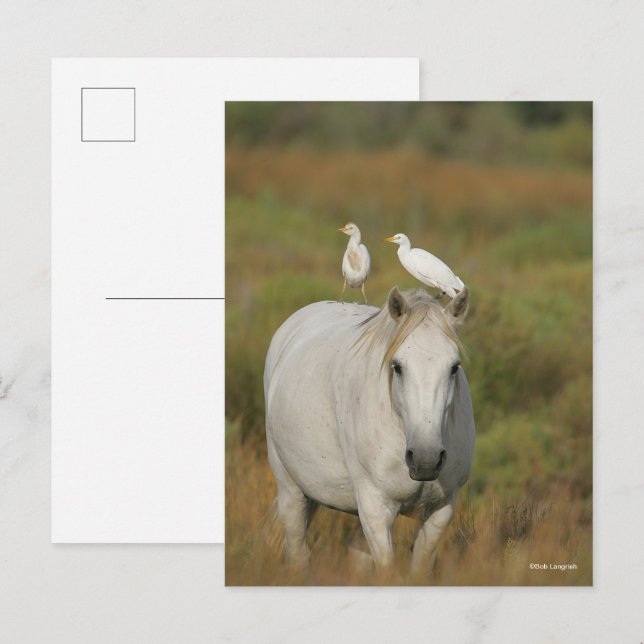Postal Bob Langrish | Caballo de Camarga gris con dos ave (Anverso / Reverso)