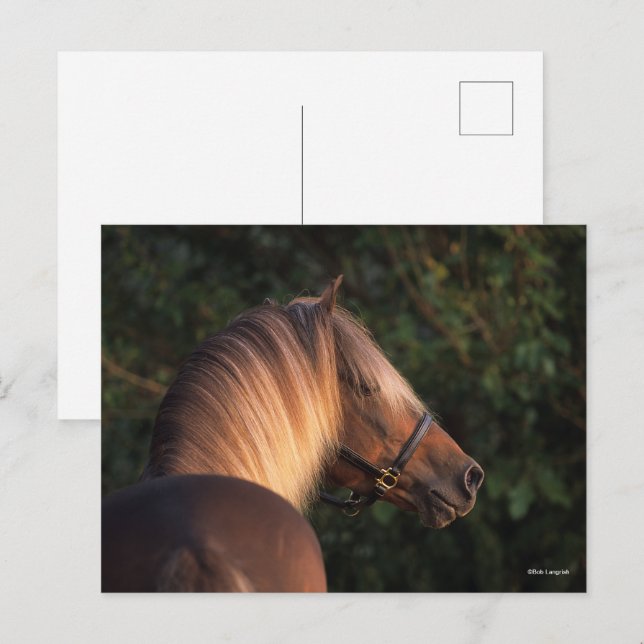 Postal Bob Langrish | Caballo de Montaña Rocosa (Anverso / Reverso)