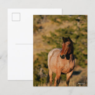 Postal Bob Langrish   Caballo de Mustang