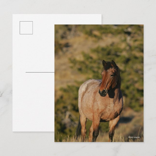 Postal Bob Langrish | Caballo de Mustang (Anverso / Reverso)