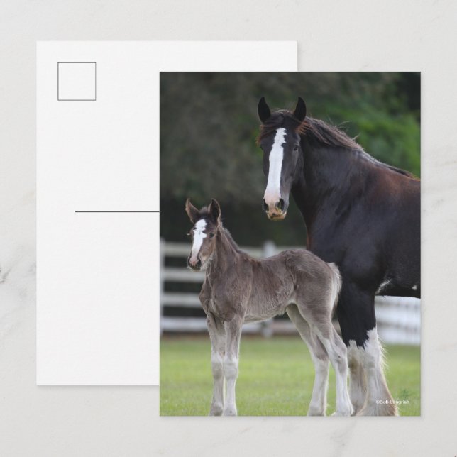 Postal Bob Langrish | Caballo de Shire Mare y pie de cama (Anverso / Reverso)