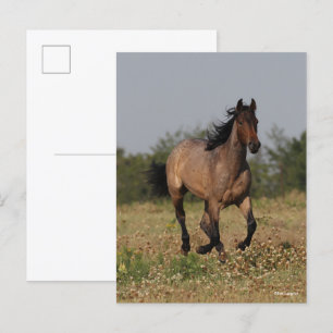 Postal Bob Langrish   Caballo De Trimestre En Flores