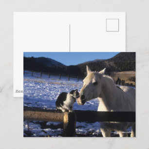 Postal Bob Langrish   Caballo y gato en la nieve