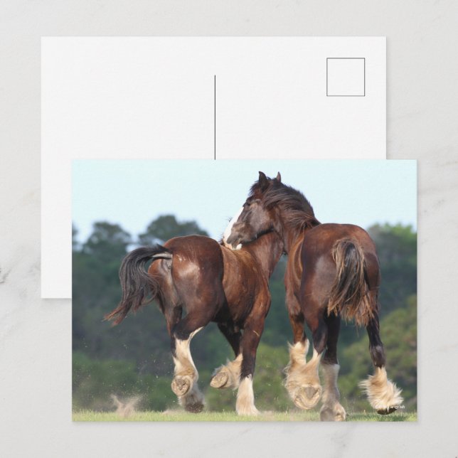 Postal Bob Langrish | Caballos Camisas que circulan por l (Anverso / Reverso)