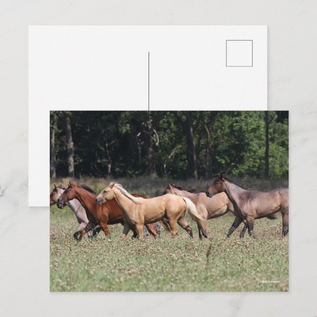 Postal Bob Langrish | Caballos de barrio de manada (Anverso / Reverso)