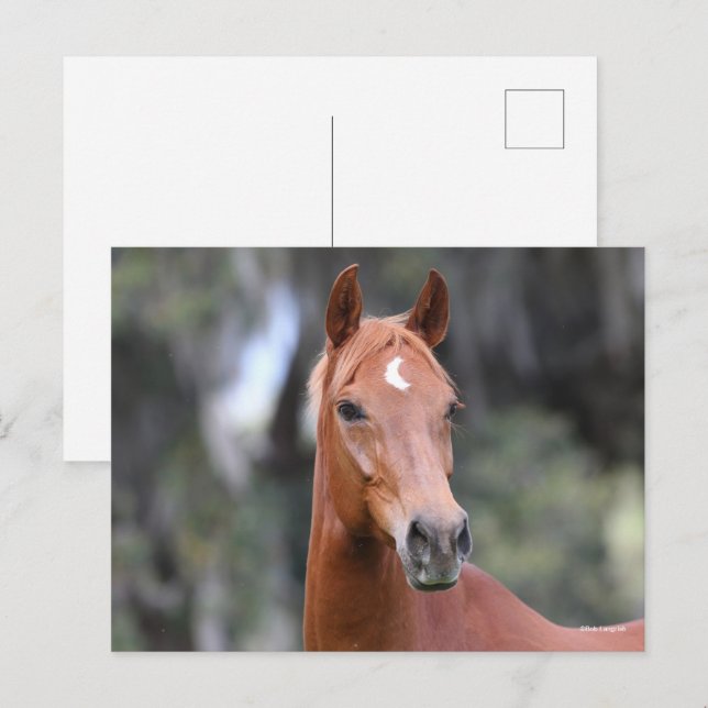 Postal Bob Langrish | Cabecera de Chestnut Oldenburg (Anverso / Reverso)