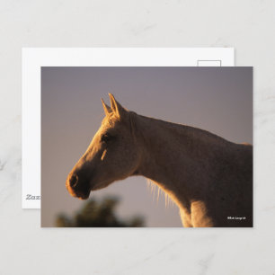 Postal Bob Langrish   Cabecera retroiluminada gris en pos