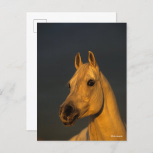 Postal Bob Langrish Captura De Cabeza Árabe Gris Al Ata