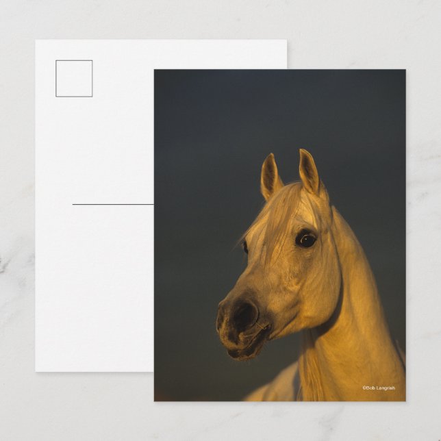 Postal Bob Langrish | Captura De Cabeza Árabe Gris Al Ata (Anverso / Reverso)