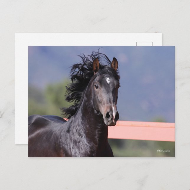 Postal Bob Langrish | Captura de cabeza de Andalucía de a (Anverso / Reverso)