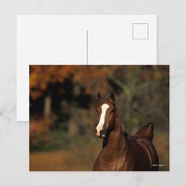 Postal Bob Langrish | Captura de cabeza de castaño torcid (Anverso / Reverso)