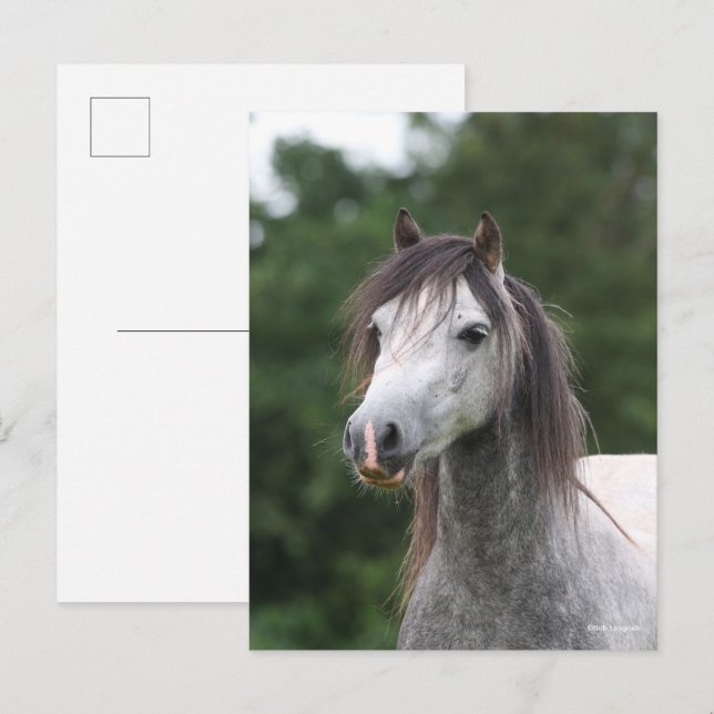 Postal Bob Langrish | Captura de cabeza de Dapple Gray We (Anverso / Reverso)