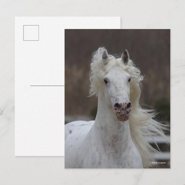 Postal Bob Langrish | Captura de cabeza de Friesian Appal (Anverso / Reverso)