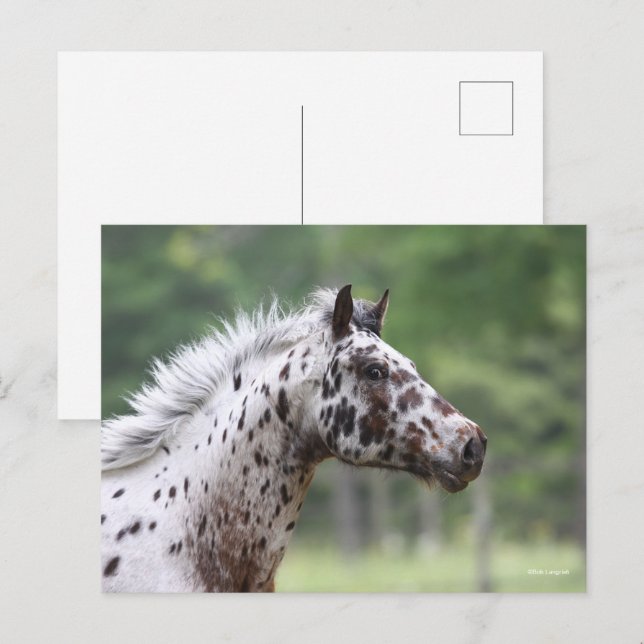 Postal Bob Langrish | Captura De Cabeza De Knapstrupper (Anverso / Reverso)