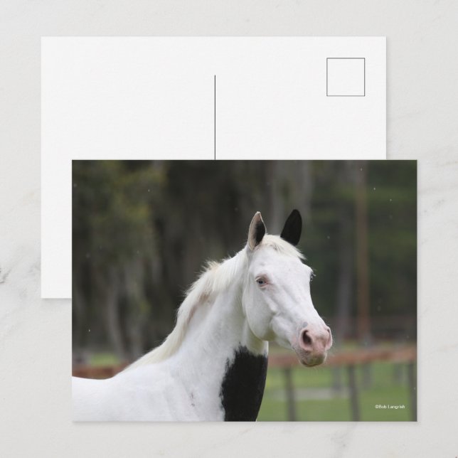 Postal Bob Langrish | Captura de cabeza de pez dorado (Anverso / Reverso)