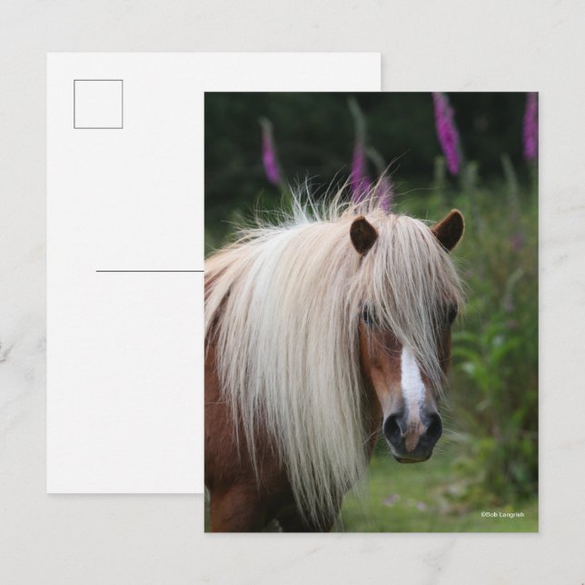 Postal Bob Langrish | Captura de cabeza de Shetland Pony  (Anverso / Reverso)