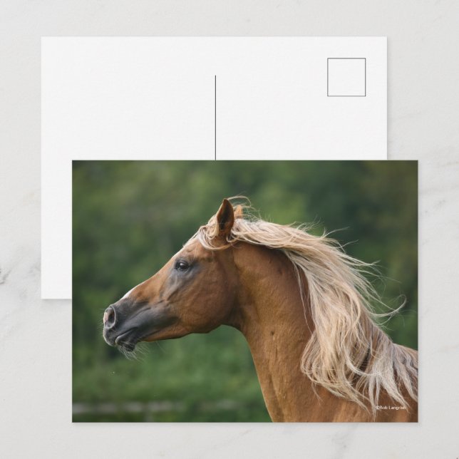Postal Bob Langrish | Captura de cabeza de Stallion árabe (Anverso / Reverso)