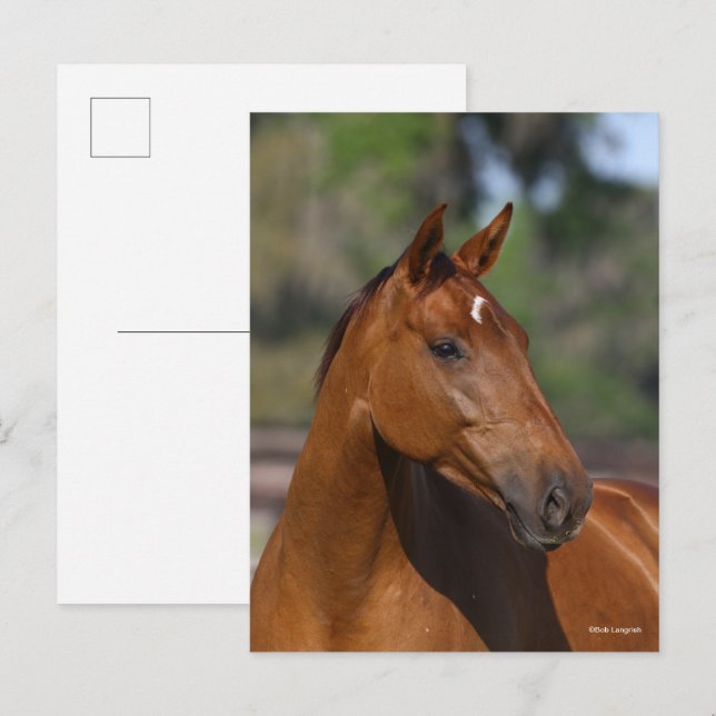 Postal Bob Langrish | Captura de cabeza del caballo depor (Anverso / Reverso)