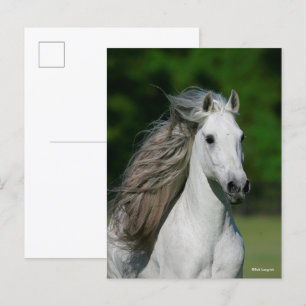 Postal Bob Langrish   Captura de cabeza del Stallion de A