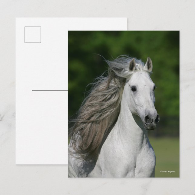 Postal Bob Langrish | Captura de cabeza del Stallion de A (Anverso / Reverso)