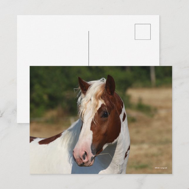 Postal Bob Langrish | Captura de cabeza del Stallion Pint (Anverso / Reverso)