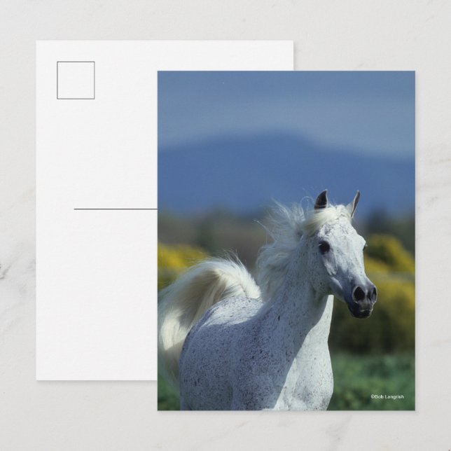Postal Bob Langrish | Captura de pantalla árabe gris (Anverso / Reverso)