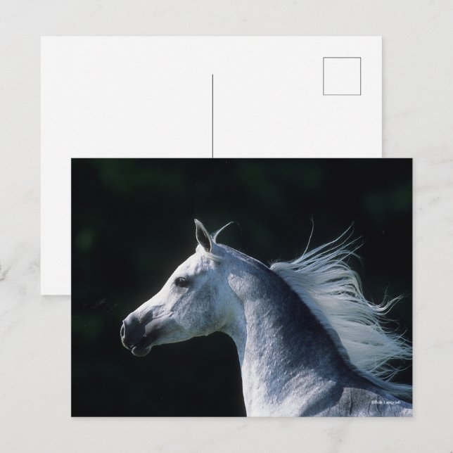 Postal Bob Langrish | Captura de pantalla árabe gris 3 (Anverso / Reverso)