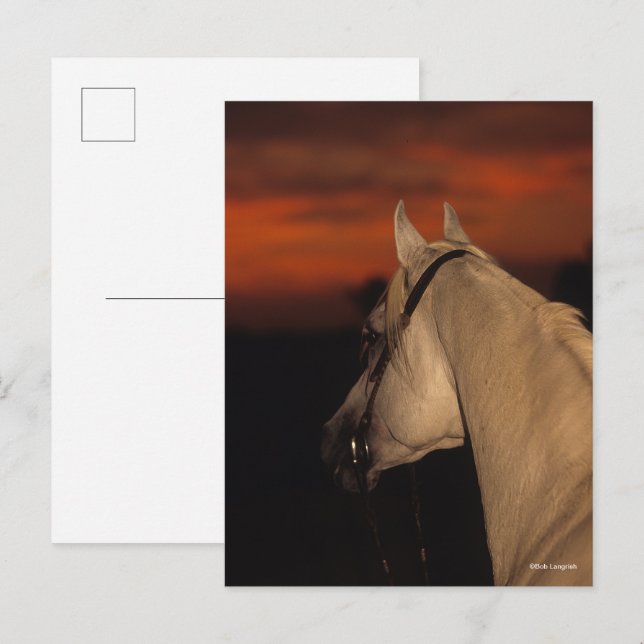 Postal Bob Langrish | Captura de pantalla árabe gris al a (Anverso / Reverso)