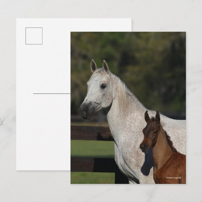 Postal Bob Langrish | Captura de pantalla de Arab Mare y  (Anverso / Reverso)