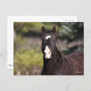 Postal Bob Langrish   Captura de pantalla de Bashkir Curl