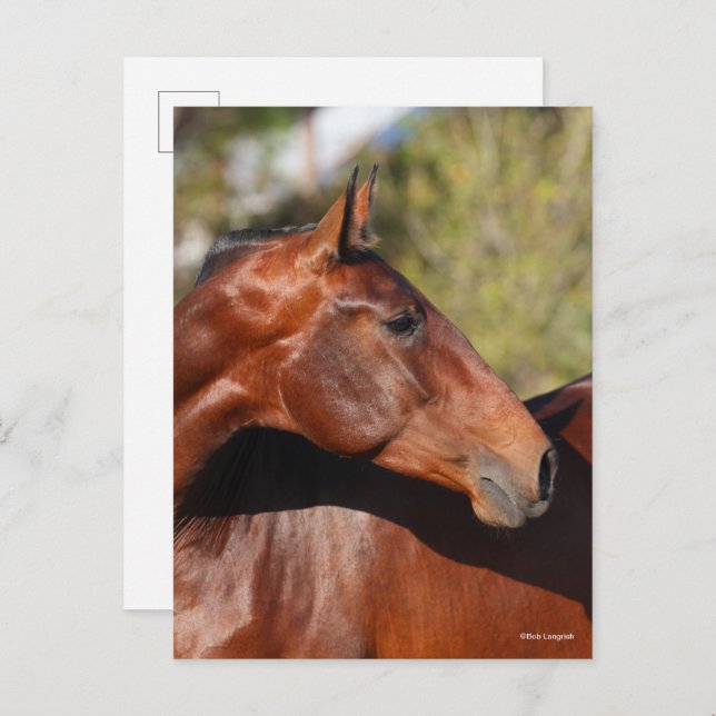 Postal Bob Langrish | Captura de pantalla de Bay Andaluci (Anverso / Reverso)