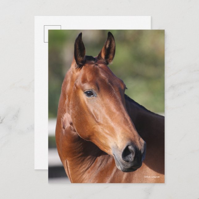 Postal Bob Langrish | Captura de pantalla de Bay Andaluci (Anverso / Reverso)